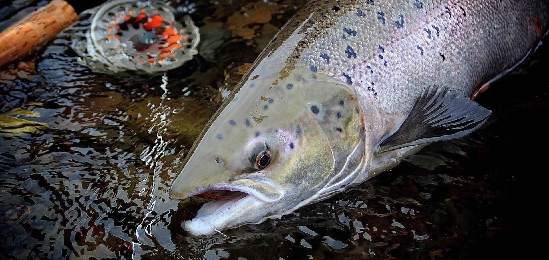 Spring Salmon Fishing Safari 2026