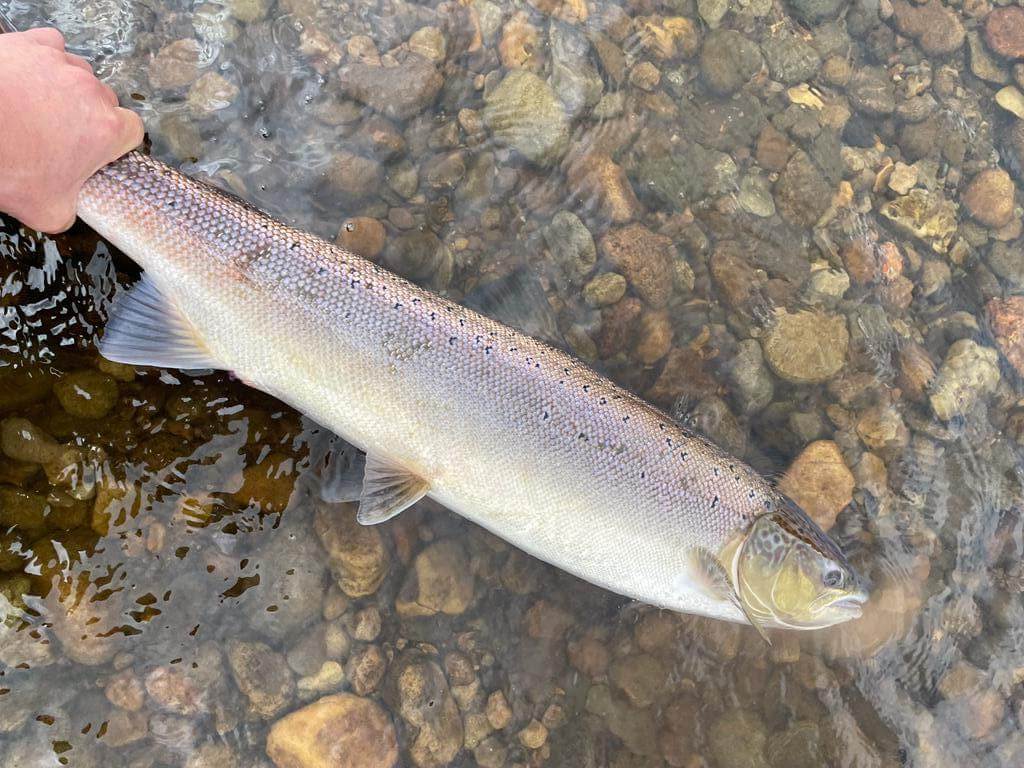 A wet July is the catalyst for the Scottish summer salmon fishing season to be in full swing!