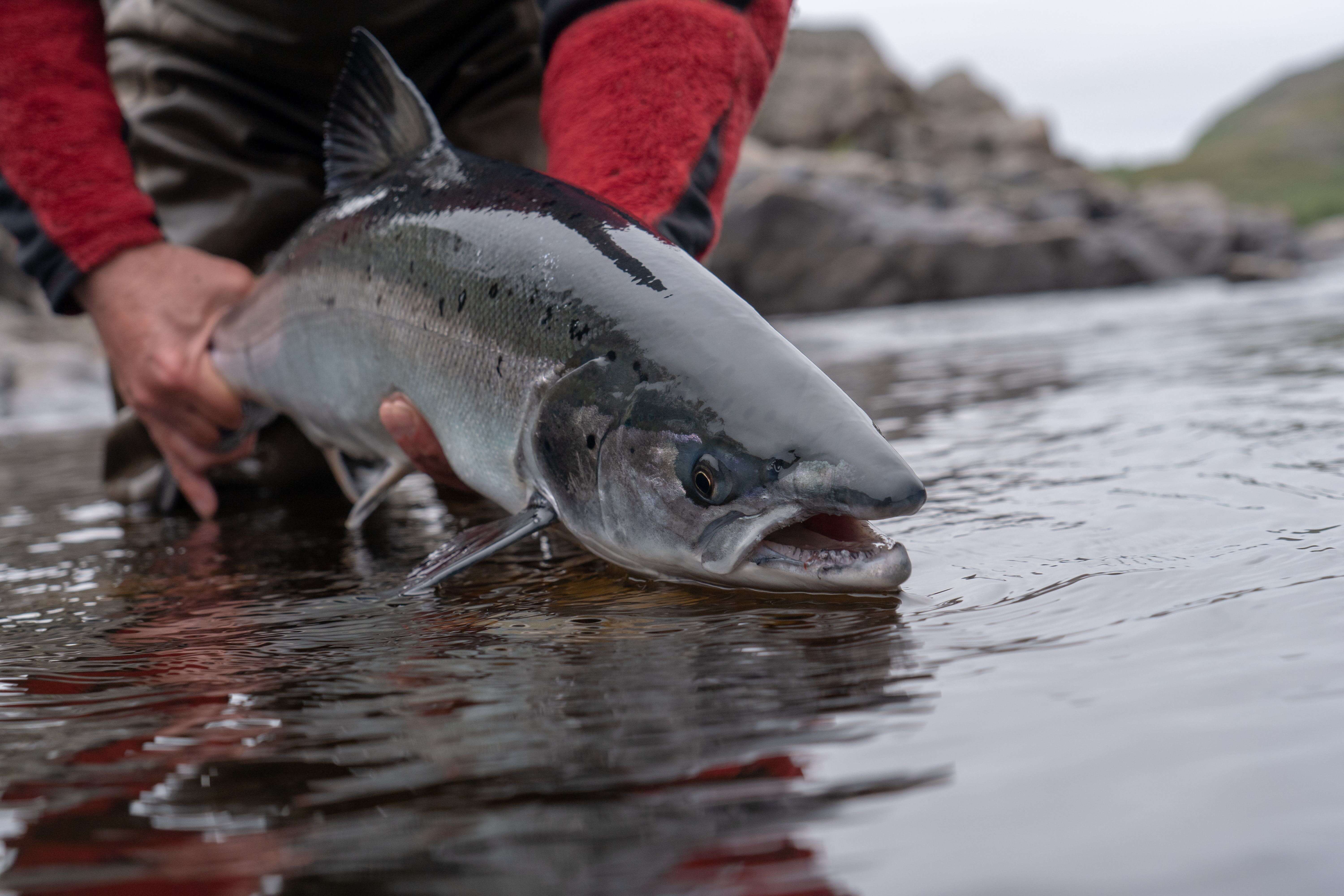 Salmon Fishing Blog