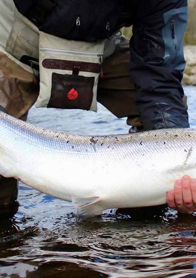 Large Scottish Salmon