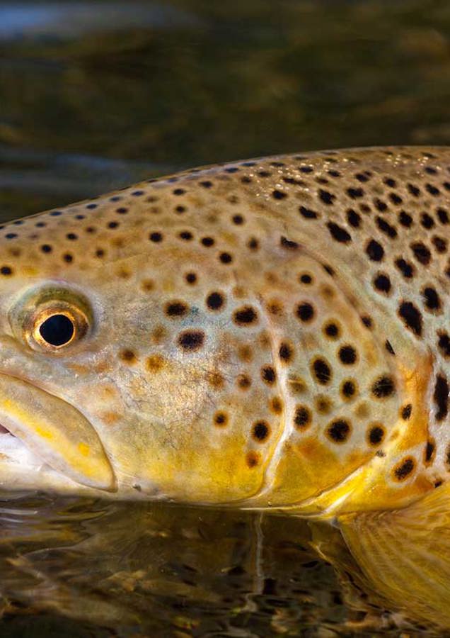 Brown Trout Scotland
