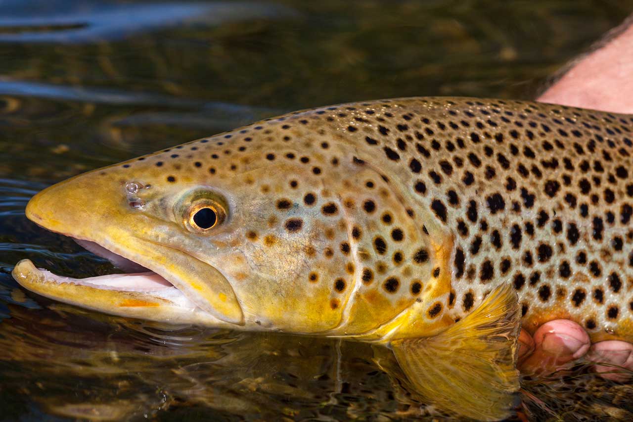 Salmon Fishing In Scotland Read Our Ultimate Guide Salmon Fishing In Scotland Read Our Ultimate Guide