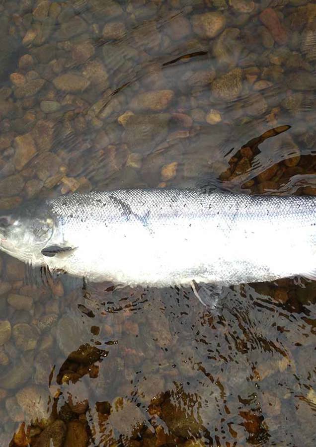 Fresh Scottish Salmon (1)