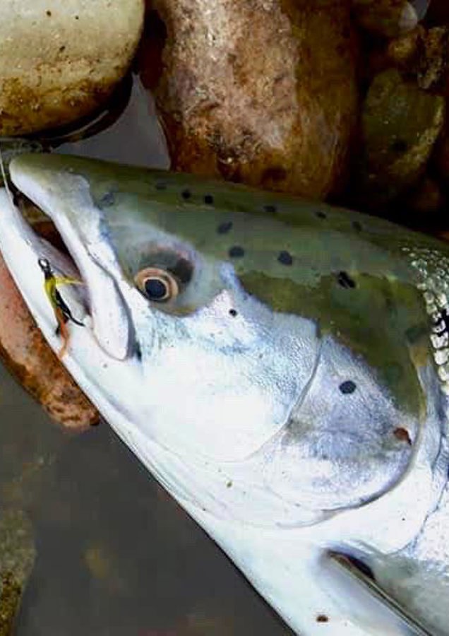 Fly Caught Scottish Salmon