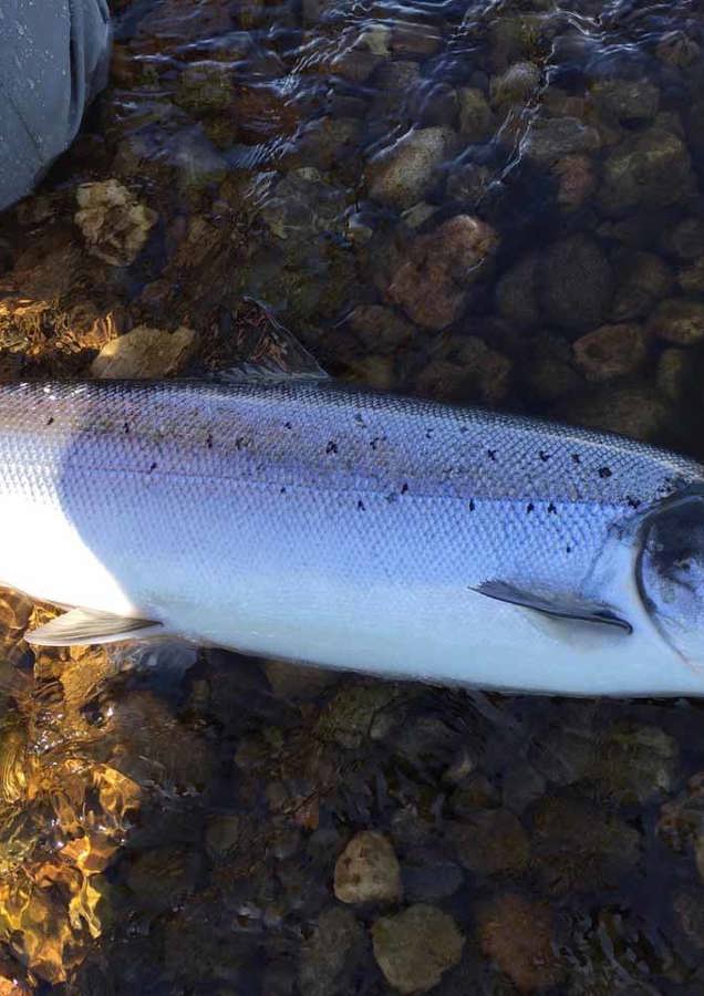 Scottish Summer Salmon