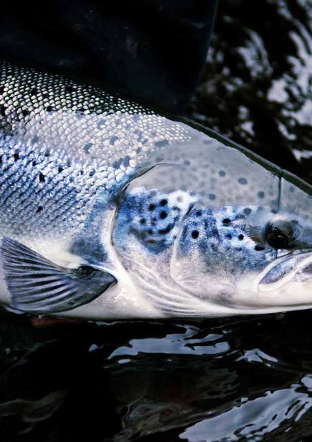 Releasing Scottish Salmon (1)