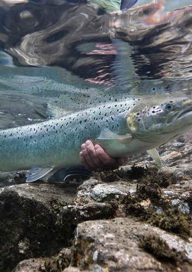 Releasing Scottish Salmon