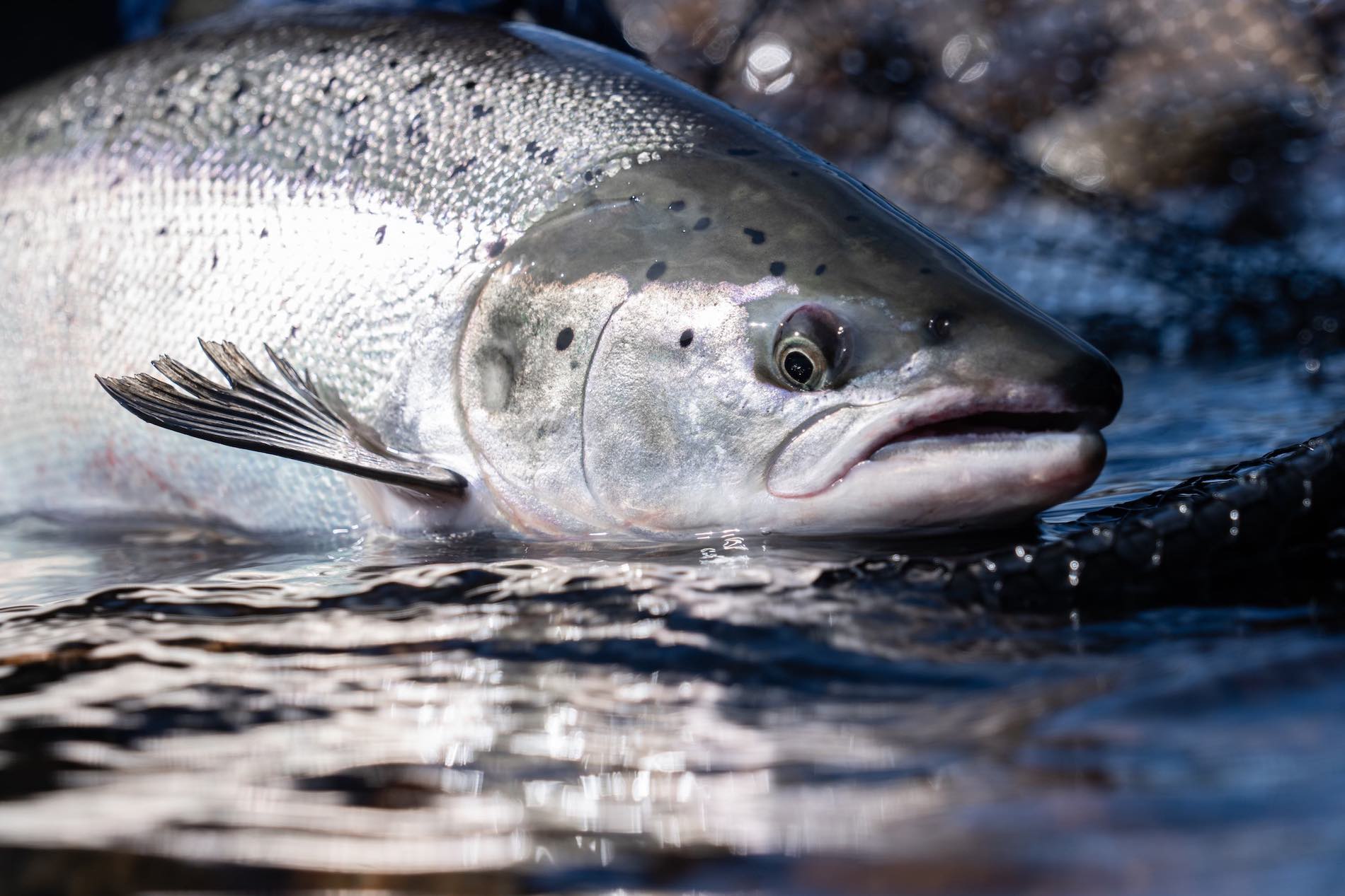 Early season fly fishing tactics for those elusive Scottish springers!